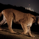 Image for article titled Stop Using Rat Poison, It's Killing Wildlife